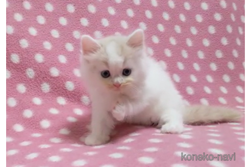 成約済の愛知県のスコティッシュフォールド-86129の3枚目